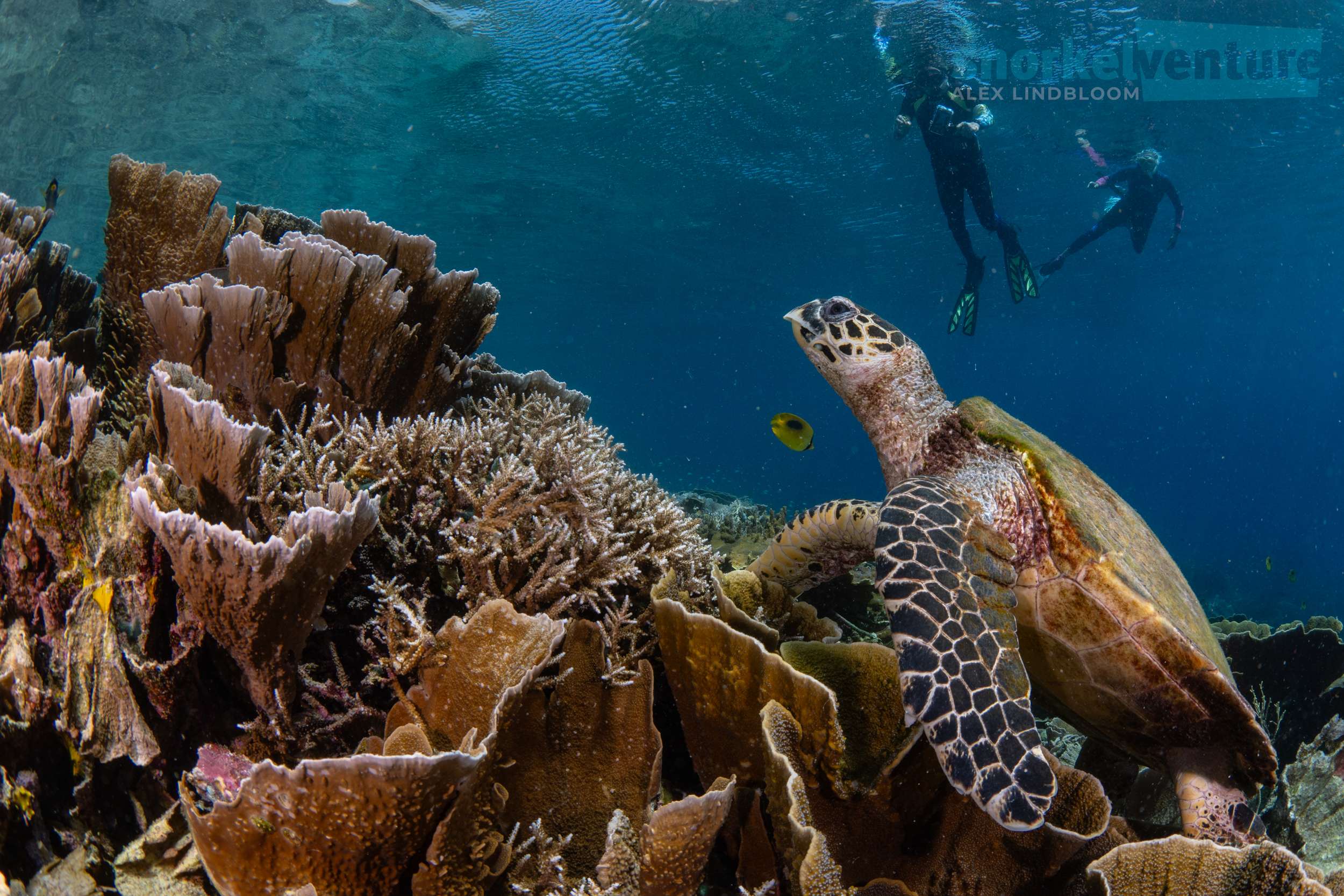 Snorkel Komodo from the Naga Biru Liveaboard | Snorkel Venture