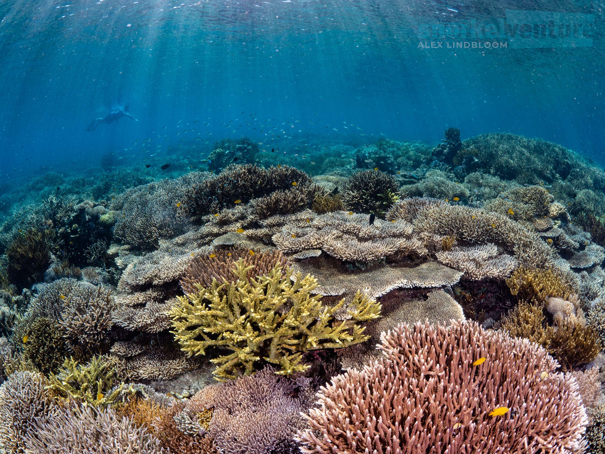Snorkel Komodo on the Naga Biru Livebaoard | Snorkel Venture