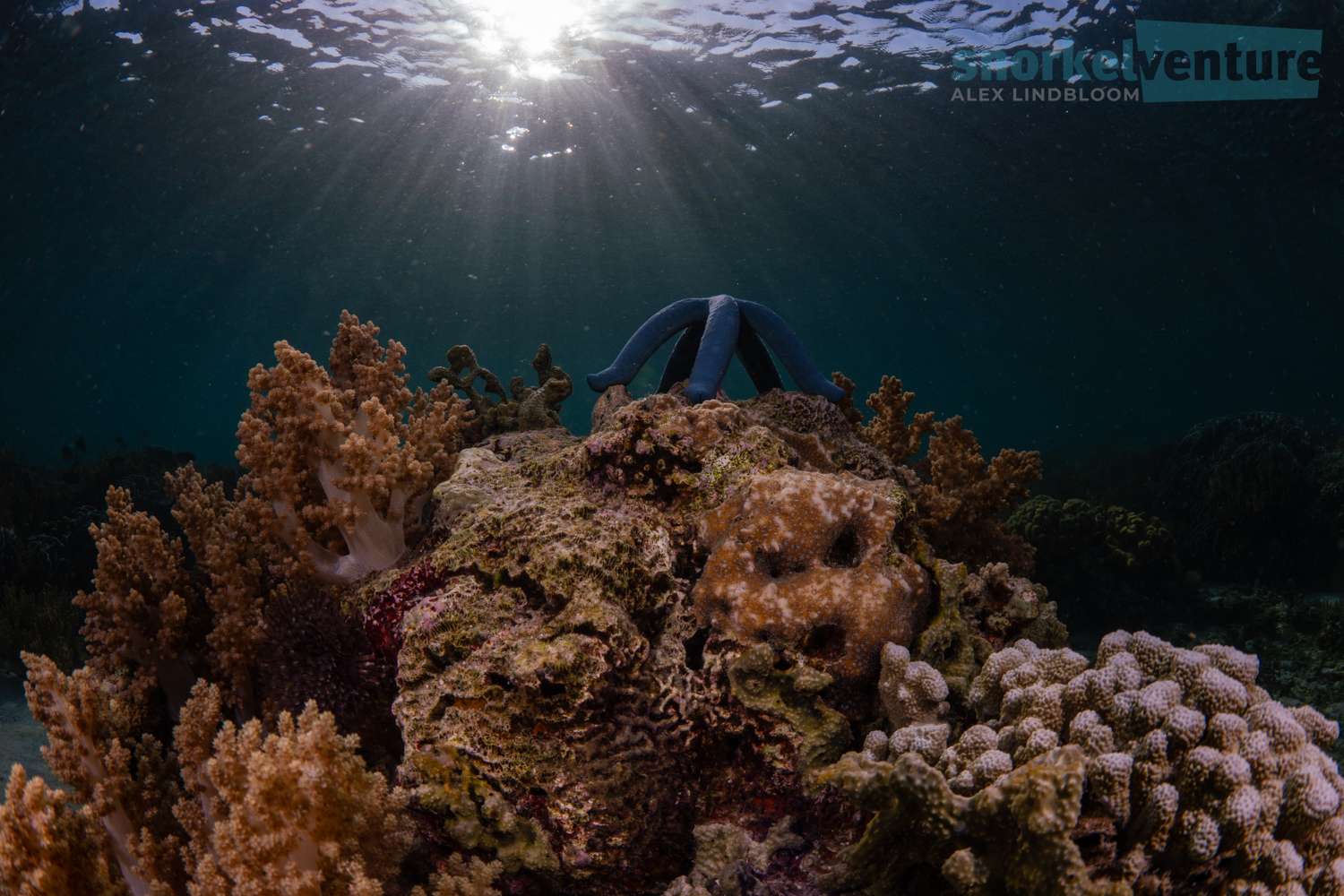 | Snorkel Venture