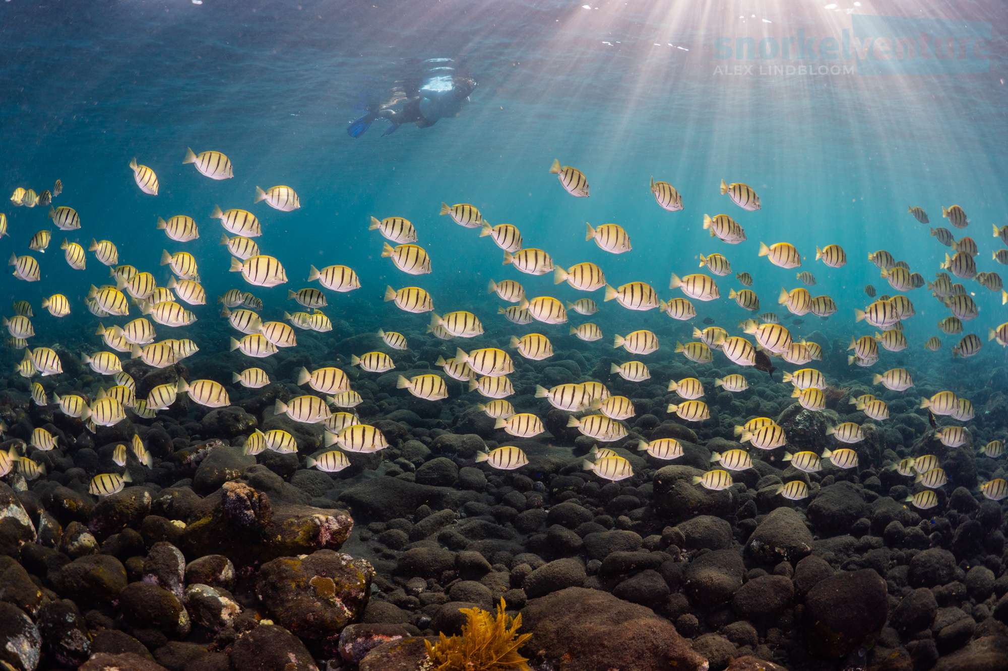 | Snorkel Venture