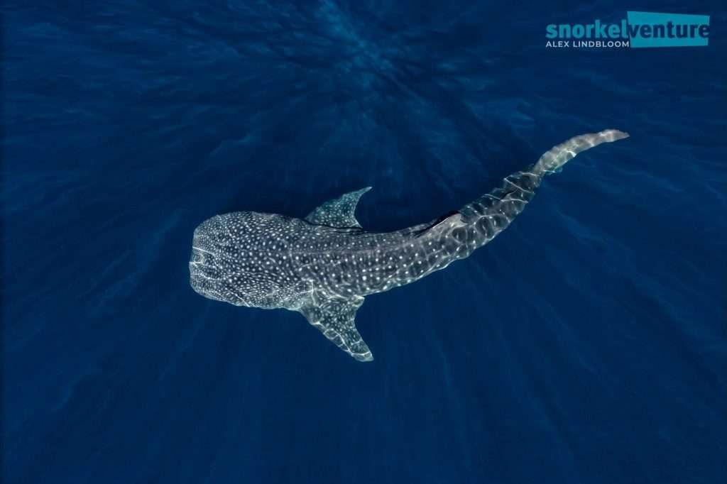 753287867_18195507358373970_2922021948976467535_n | Snorkel Venture Whale shark with white spots gliding through deep blue ocean, seen from above, logo watermark in top-right corner. | Snorkel Venture